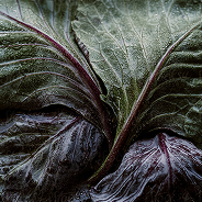 Close-up of dark green cabbage leaves with a focus on texture.
